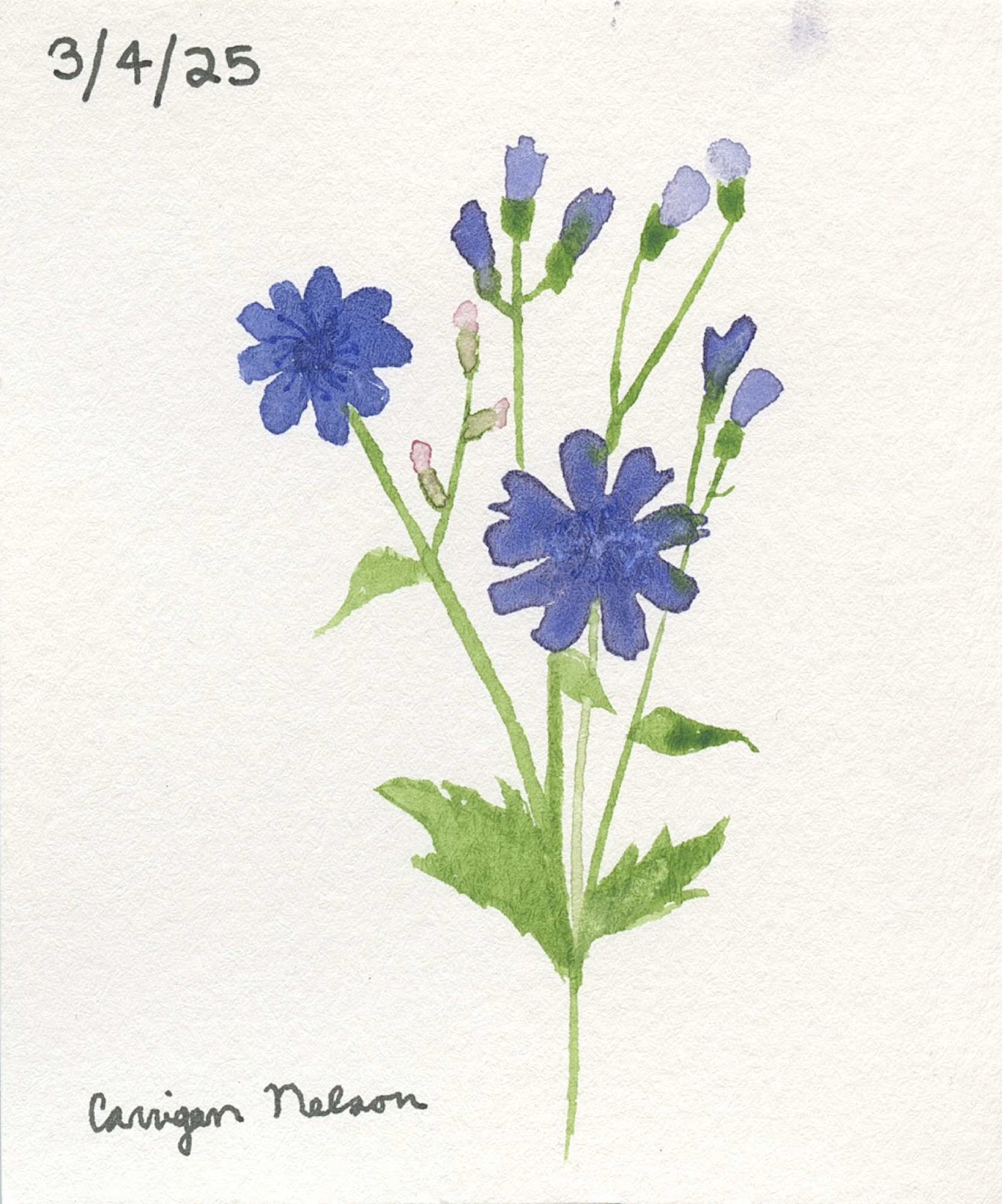 Blue flowers with green stems by Carrigan Nelson