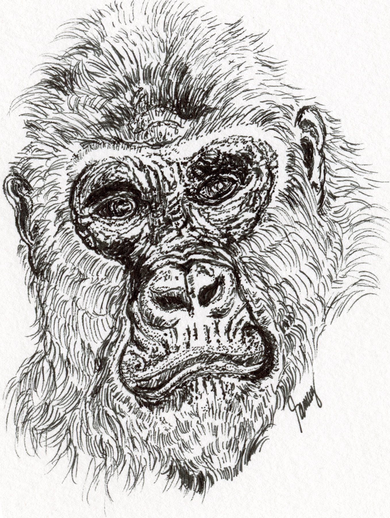 Gorilla ink drawing by Tammy Nelson