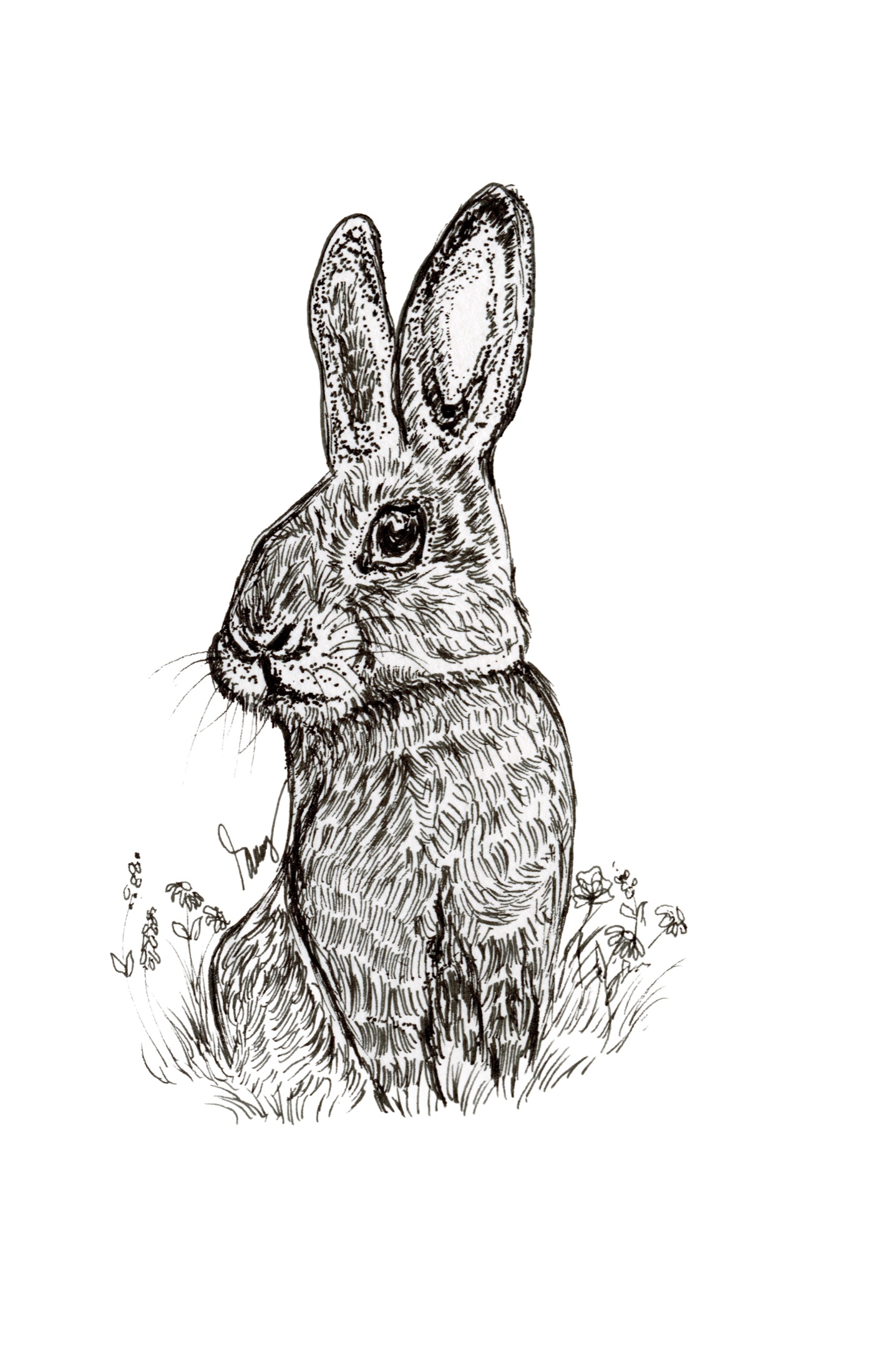 Rabbit ink drawing by Tammy Nelson